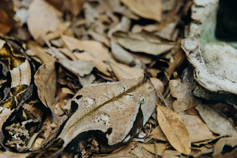 The Gaboon Viper: Master of Camouflage