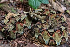 The Rhinoceros Viper: A Colorful Beauty