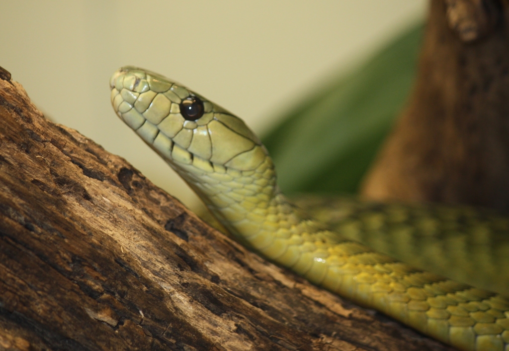 Jameson's Mamba: The Agile Arboreal Hunter