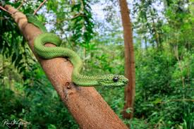 The Green Bush Viper: Jewel of the Forest