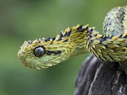 The Rough-Scaled Bush Viper: Dragon of the Trees