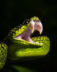 Great Lakes Bush Viper: Guardian of the Swamps