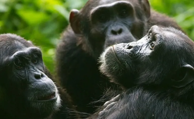 Chimpanzees of Kibale: Our Closest Cousins