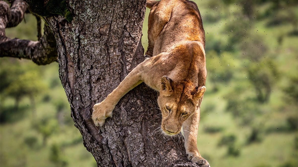 The Tree-Climbing Lions of Ishasha