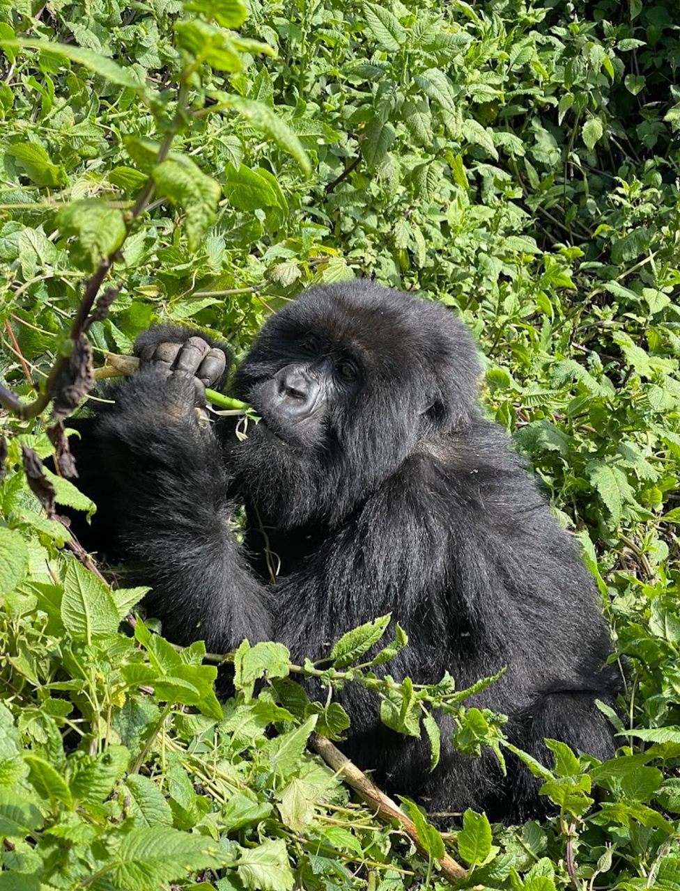Uganda