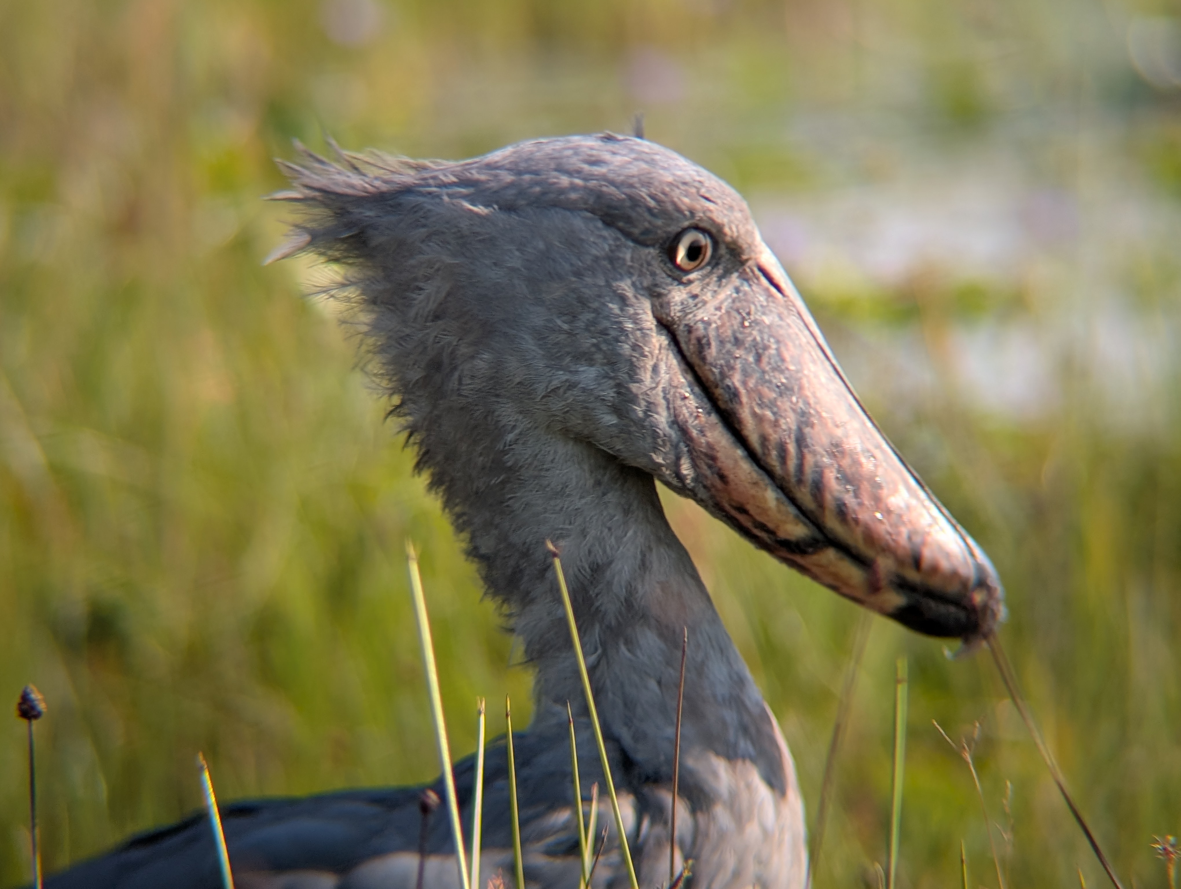 Safari experience in East Africa - Image 1