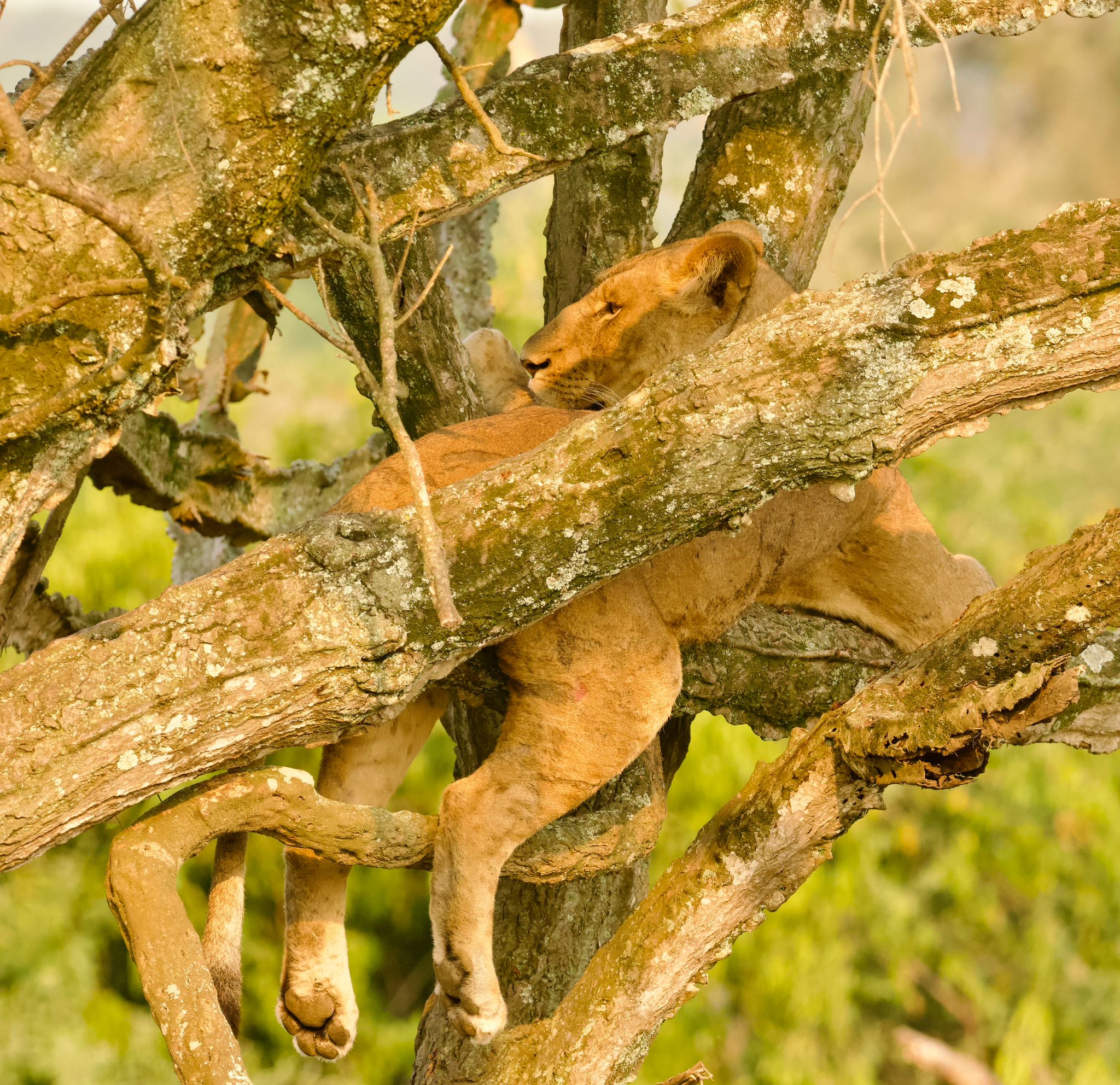 Safari experience in East Africa - Image 2