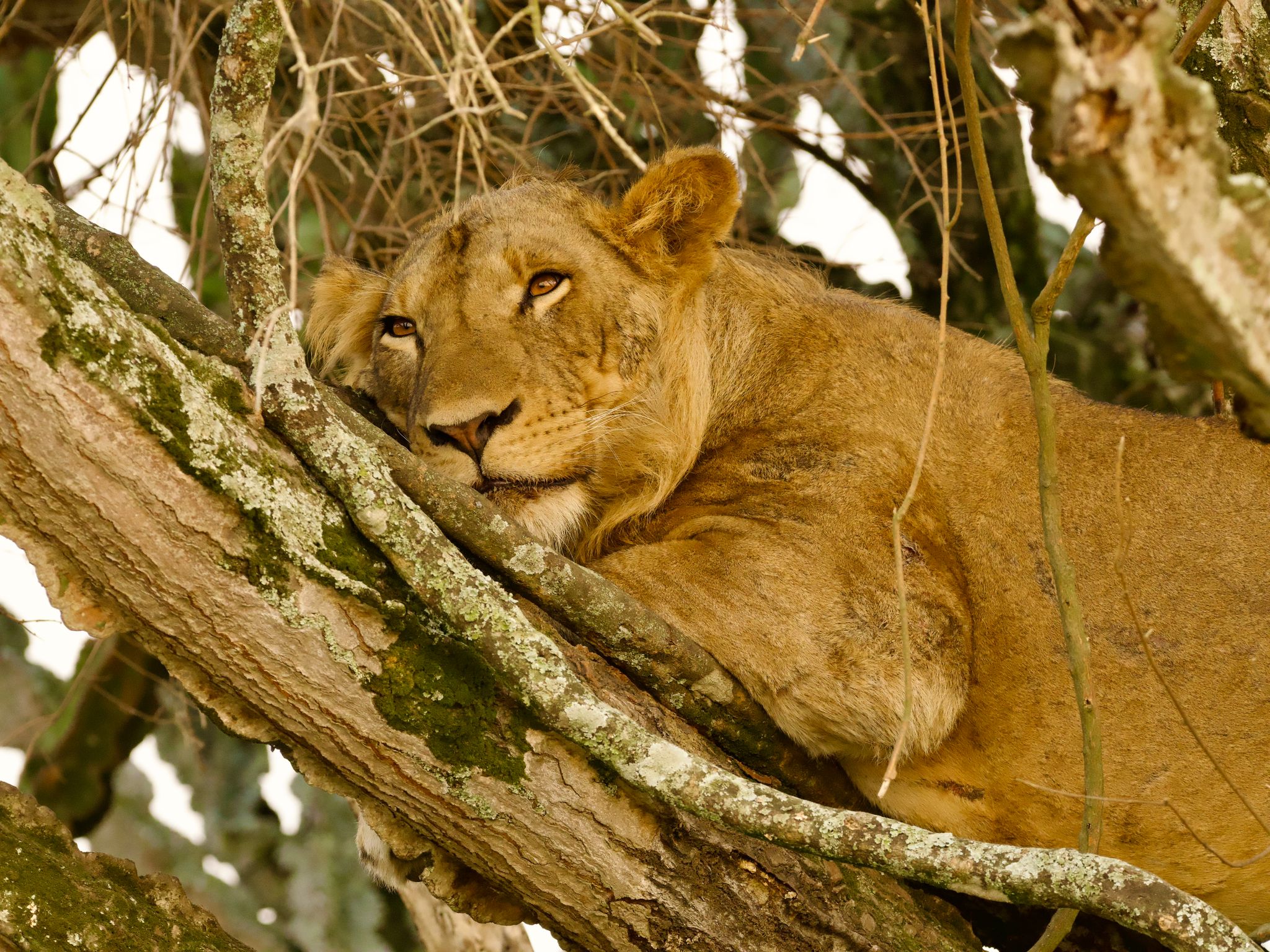 Safari experience in East Africa - Image 3