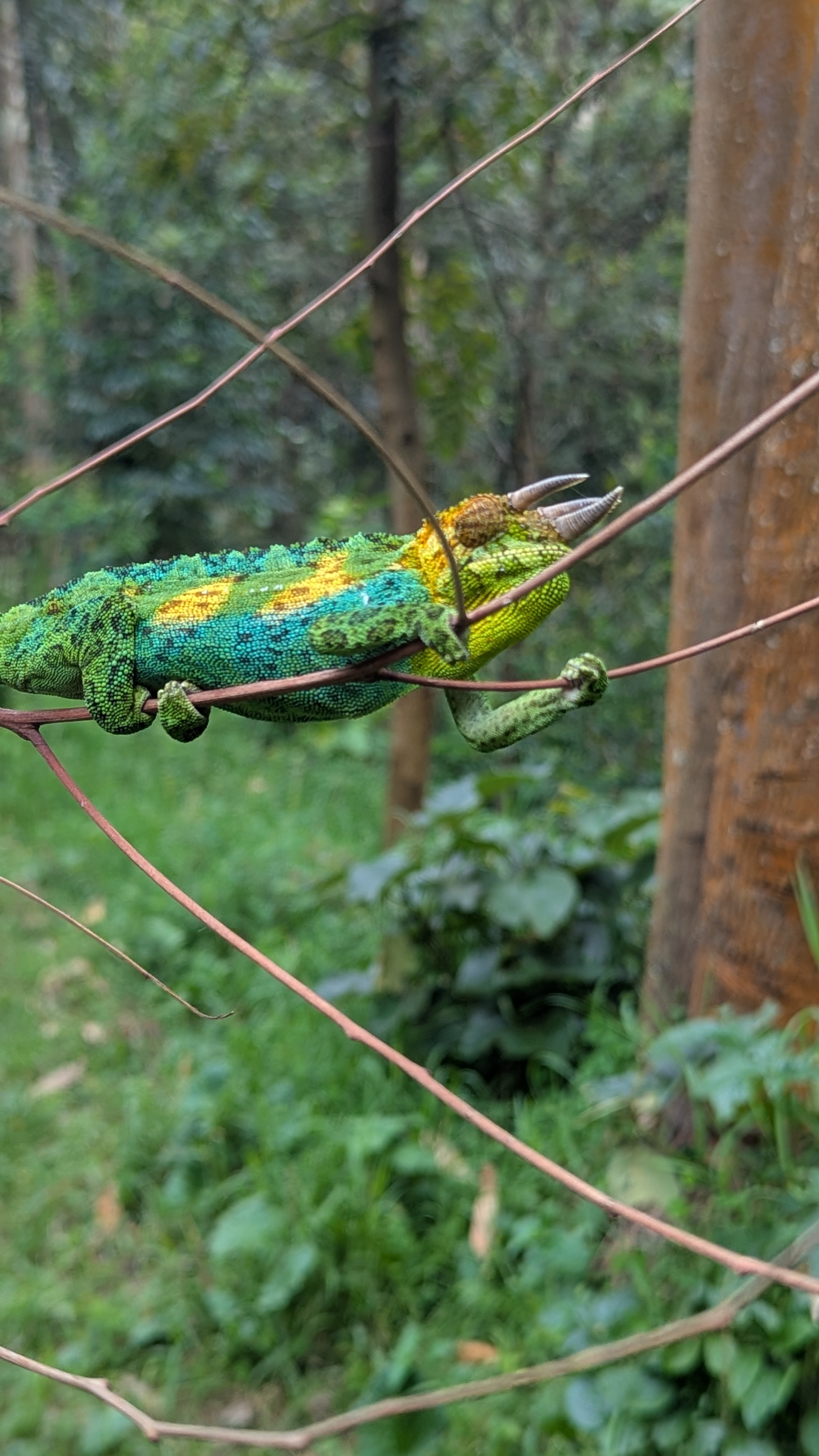 Safari experience in East Africa - Image 4