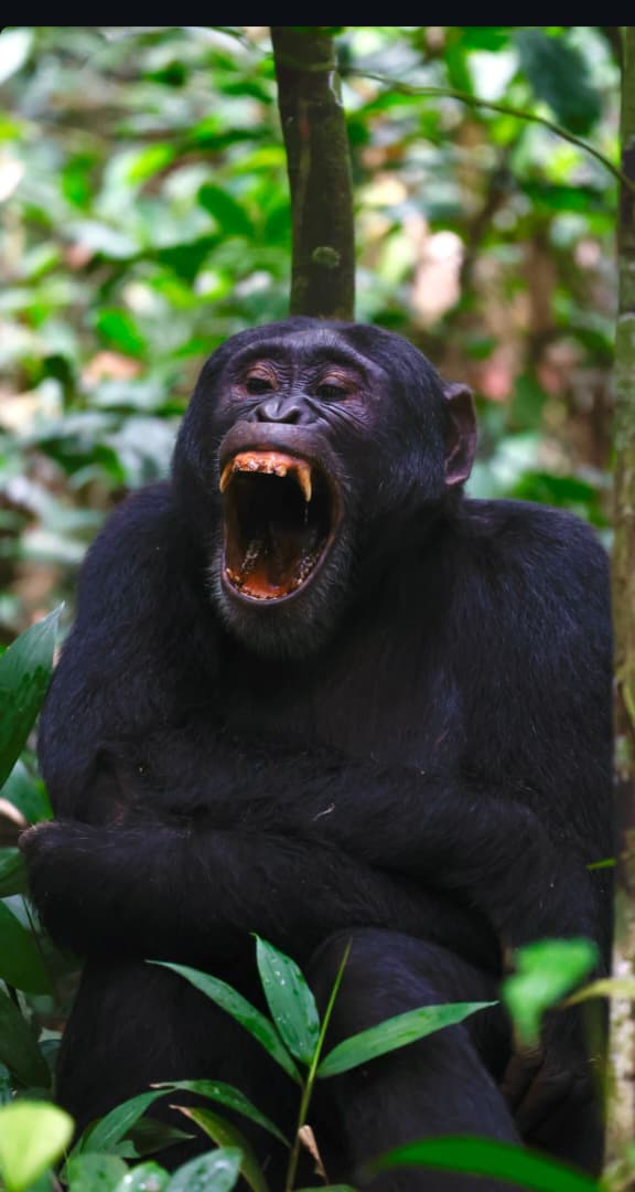Safari experience in East Africa - Image 6