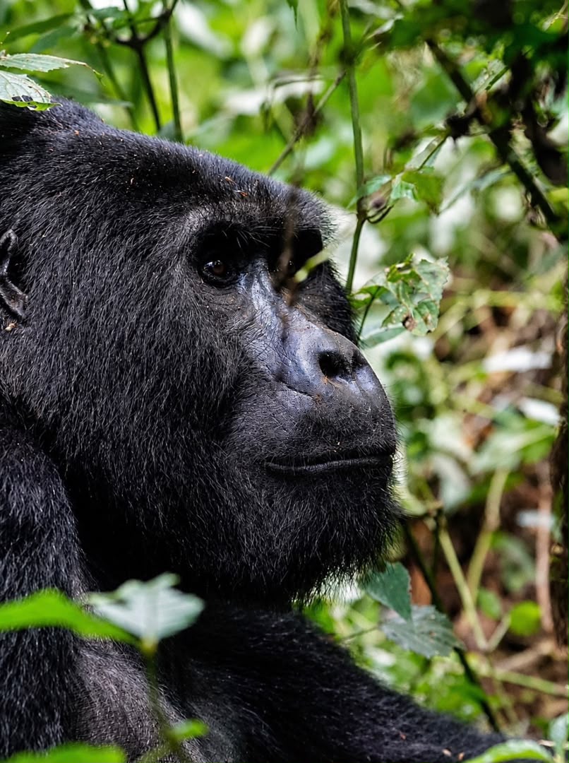 Best place to see Gorillas(Bwindi)