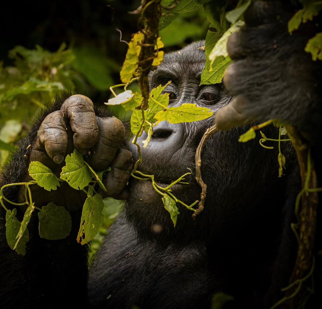 Best Gorilla trekking experiences in uganda